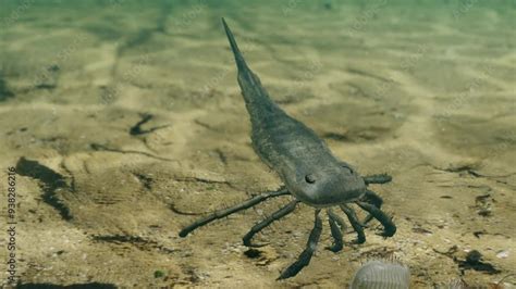 how are scorpions similar to trilobites